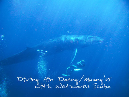 Diving_Thailand2