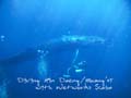Diving_Thailand2