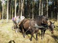 Kutsche_im_Herbst