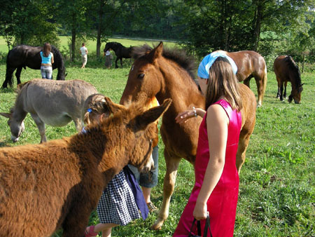 Horsefarm2