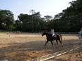 HorseAction
