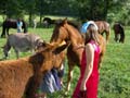 Horsefarm2