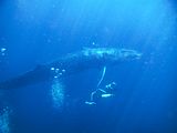 Mink_Whale